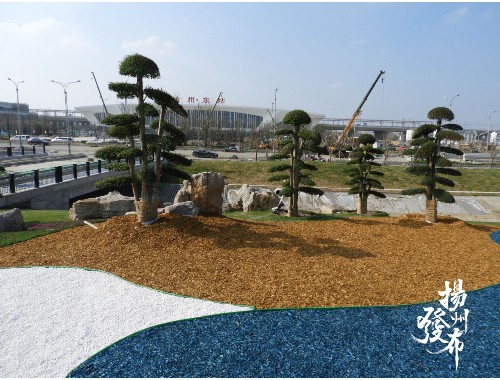奉贤绿化苗木批发市场在哪里